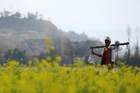 Season of Mustard in Nepal